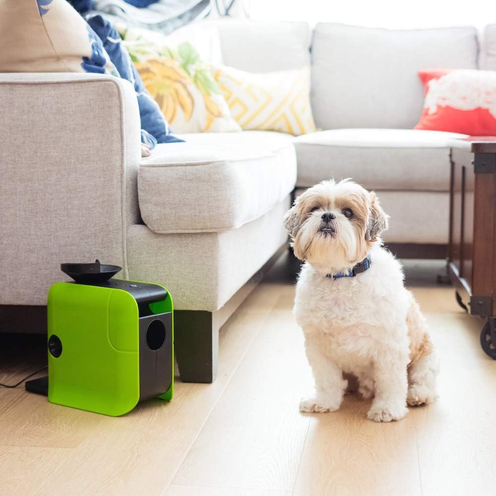 Amazon.com: DotPet Pet Ball Launcher with Automatic Treat Dispenser