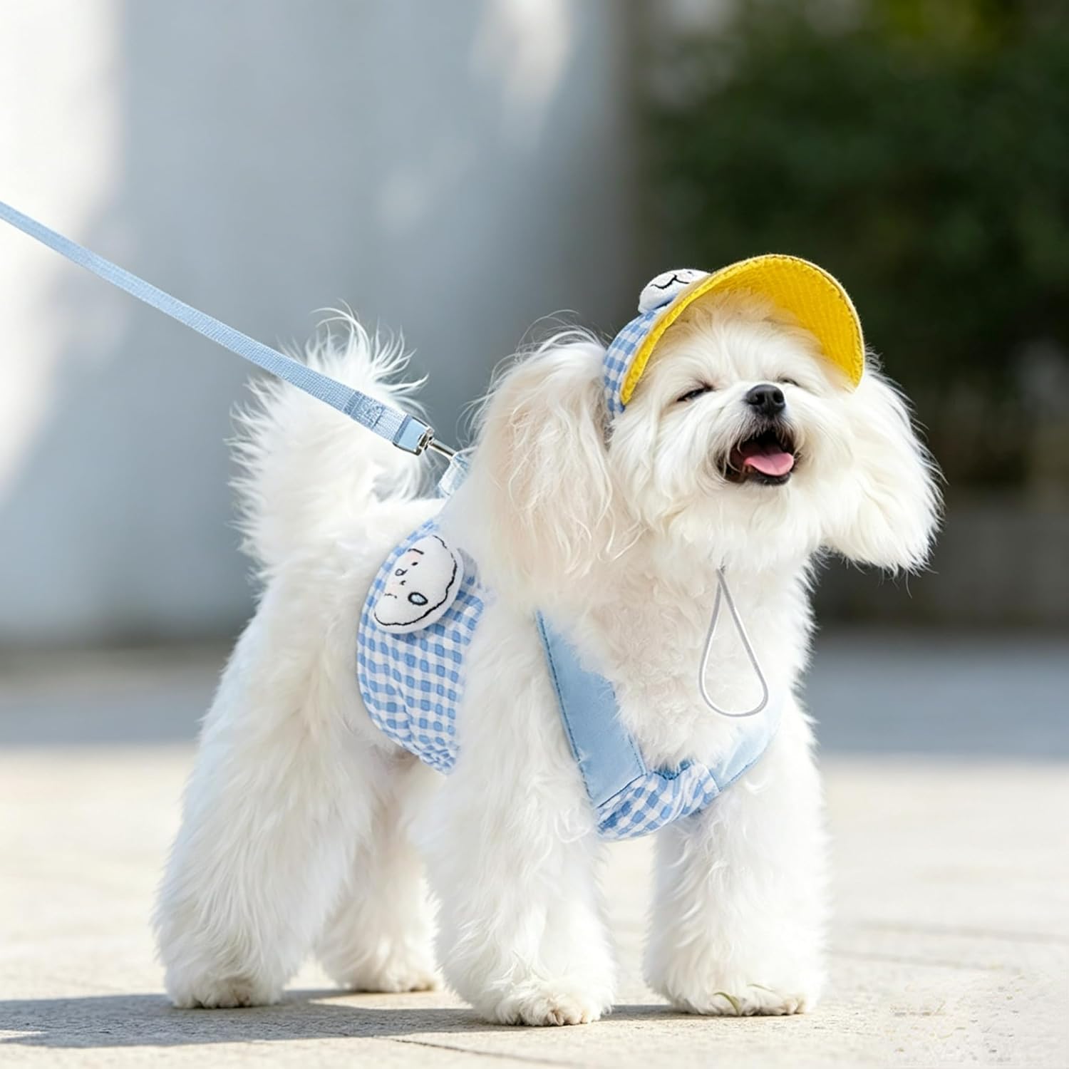 پالتو جانوروں کے سامان: لیہیلڈ بلی/پپی کا پہننے کا ہارنیس اور لیش بیس بال کیپ کے ساتھ 3 پی سی سیٹ، بلی اور چھوٹے کتے کے لئے مختلف سائز (نیلا لیش + ہارنیس + کیپ 3 پی سیز، چھوٹا): Amazon.com